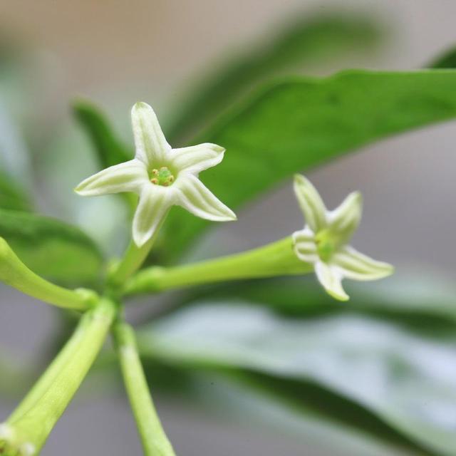 夜来香什么季节开花