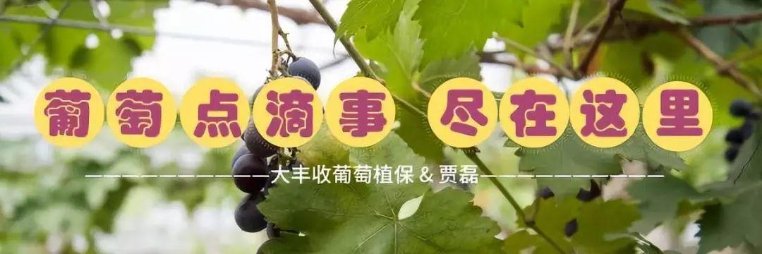 葡萄控旺不用愁，6个深度分析轻松搞定！