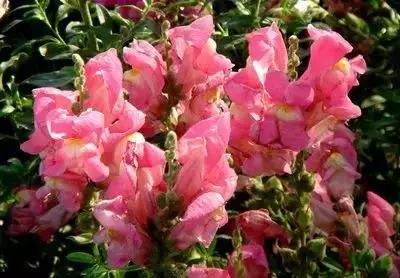 50种浪漫鲜花花语大全 50种浪漫鲜花花语大全（50种浪漫鲜花花语大全图片） 生活