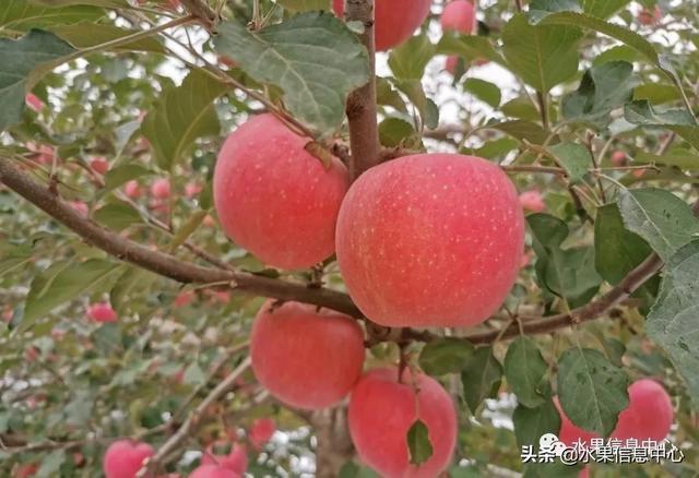 苹果的种类 苹果的种类（苹果的种类有什么） 生活