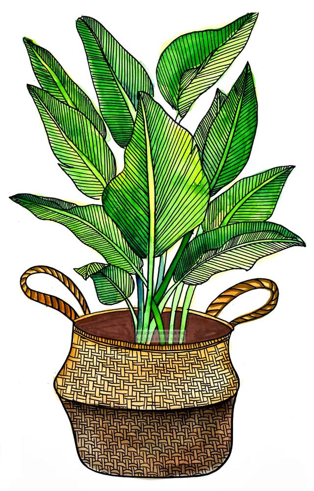 网红植物天堂鸟线条画教程(彩色铅笔画天堂鸟)