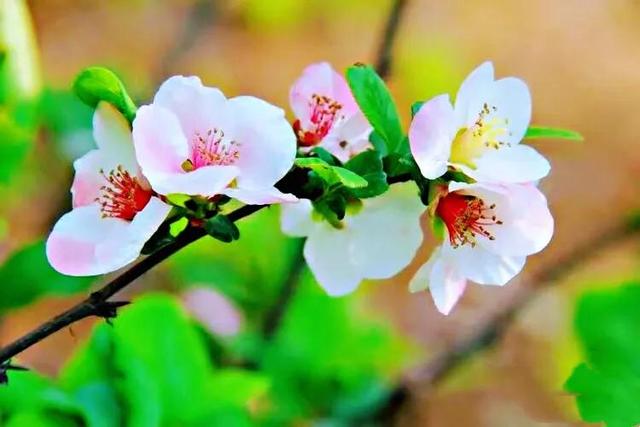 海棠花图片 海棠花图片（海棠花图片卡通） 生活