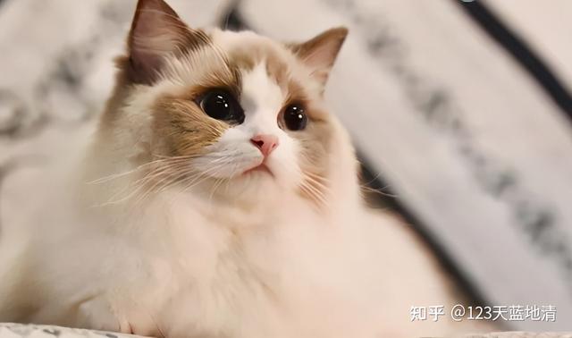 布偶猫的价格一般是多少钱一只？市场上买的布偶猫要多少钱？