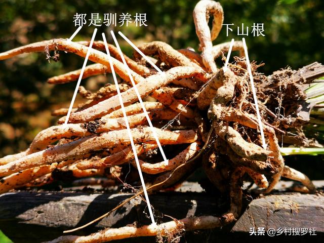 下山兰花