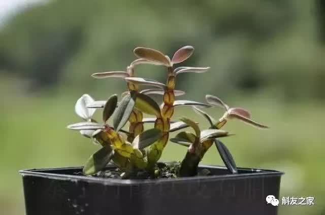 石斛种类 石斛种类（石斛种类有哪些） 生活