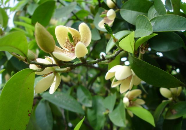 含笑花（含笑花花语）