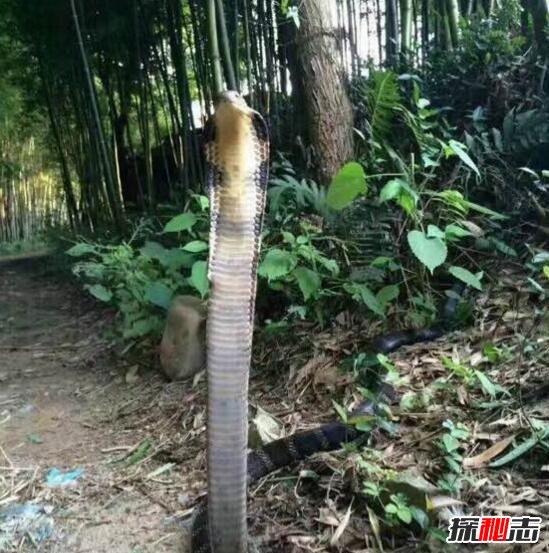 中国50种毒蛇