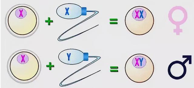 我目睹了一场疯狂的“中国男胎战争”