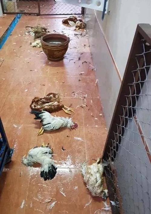 哈士奇饲养方法及技巧（新手养二哈要注意事项）