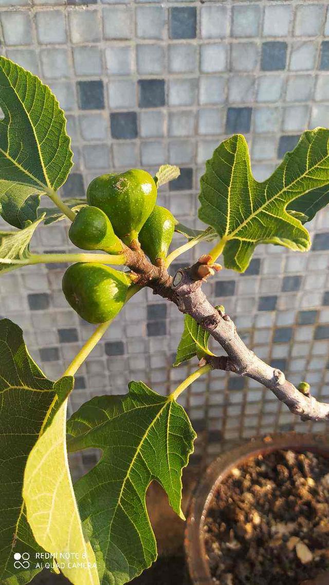 无花果有花吗