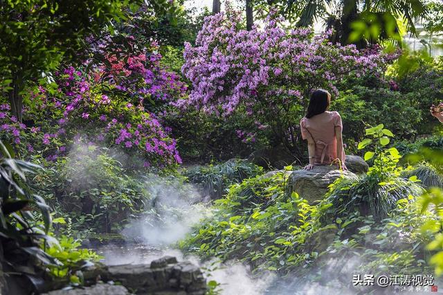 杜鹃花是否有毒