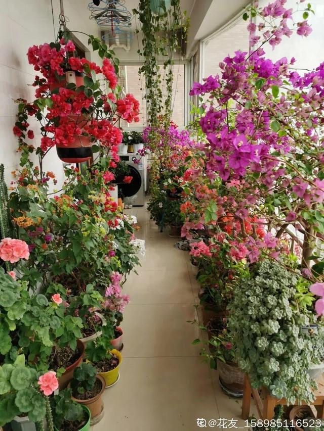 春天不会凋零txt百度云（春天不会凋谢txt宝书网）