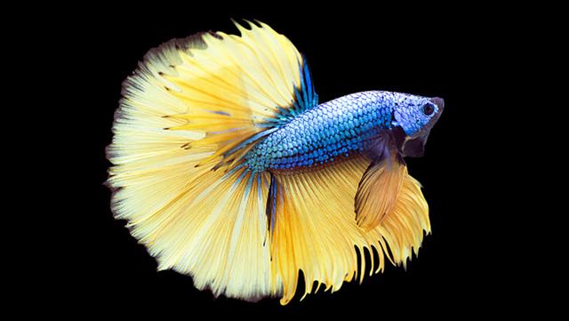 26种泰国斗鱼分类介绍(26种泰国斗鱼分类介绍图)-锐牛沃德讯息网