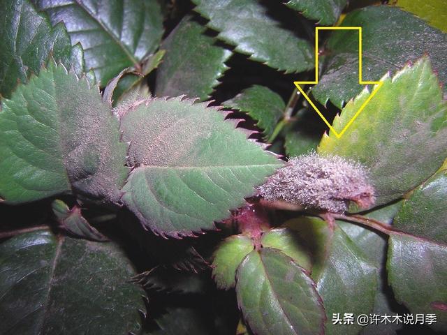 月季常用药品清单，附药物使用说明、月季病害图谱及治疗方法。23