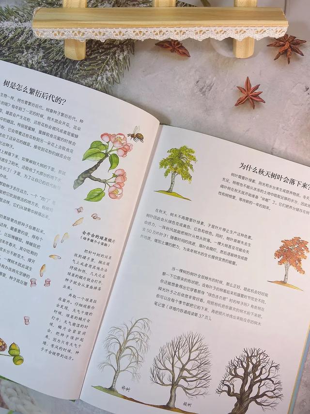 桦树叶治疗脚臭？椴树花茶能治感冒？这本自然科普绘本简直太棒了