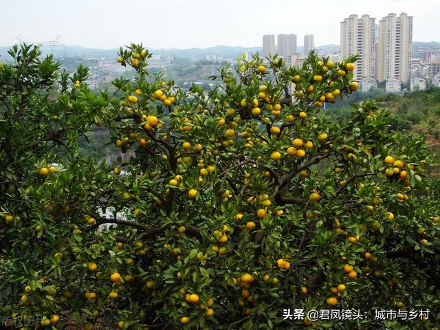 湖北宜昌：夷陵城郊乡村柑橘美景5