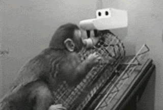 恒河猴实验暴力架图片