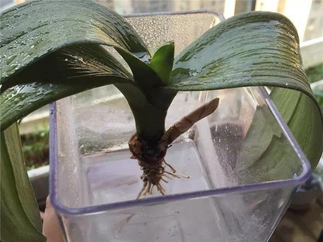能磨芝麻核桃破碎机