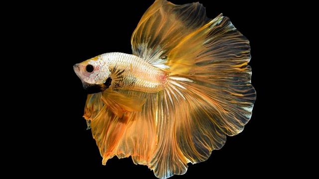 26种泰国斗鱼分类介绍(26种泰国斗鱼分类介绍图)-锐牛沃德讯息网