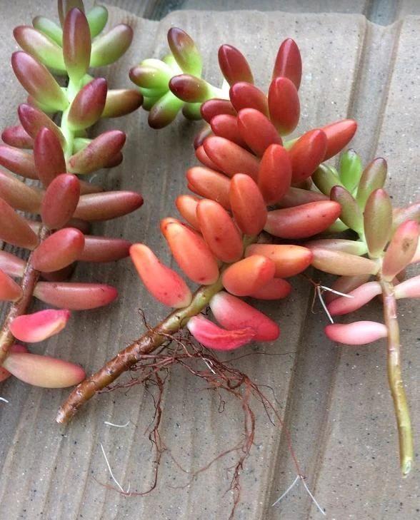 虹之玉 虹之玉（虹之玉花语） 生活