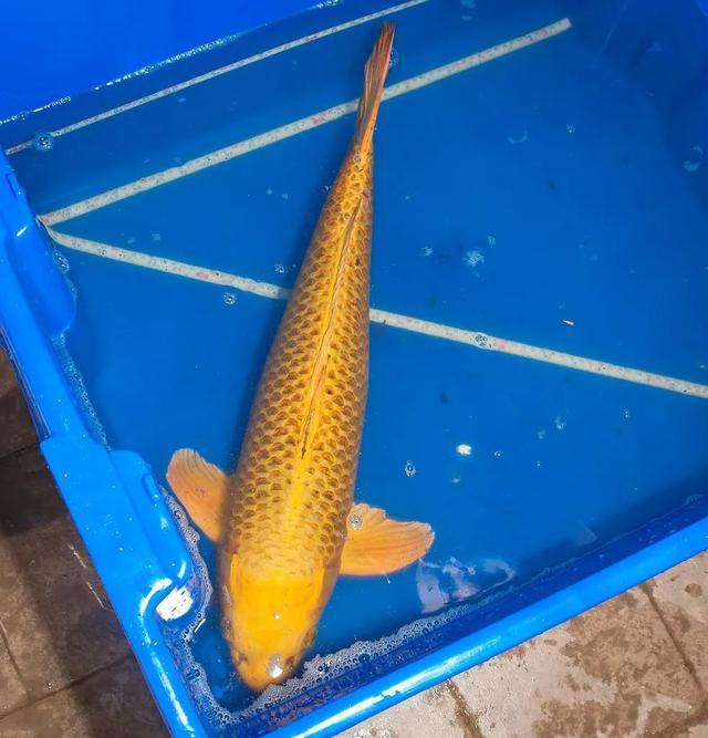 锦鲤池转鼓过滤机图纸