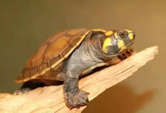 长颈龟(长颈龟图片) 资讯 第1张