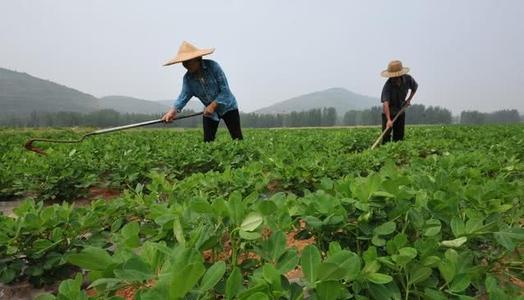 别小看花生落叶现象，严重时花生能减产4层，防治措施要趁早学会4