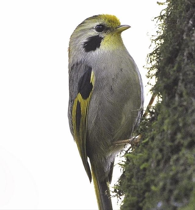 大绿雀鹎