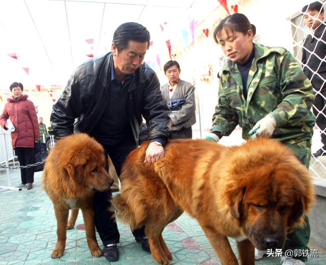 北京藏獒价格