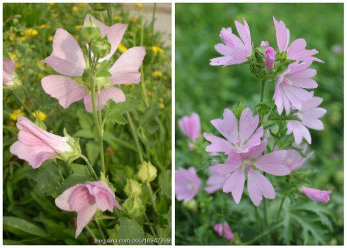 花葵 花葵「花葵花」 生活