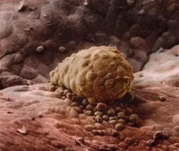 胎儿是怎么形成的？9张高清过程图带你了解全过程，生命如此神奇