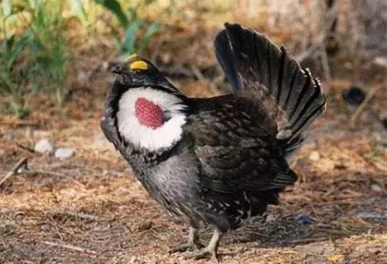 二,食草动物及杂食动物类