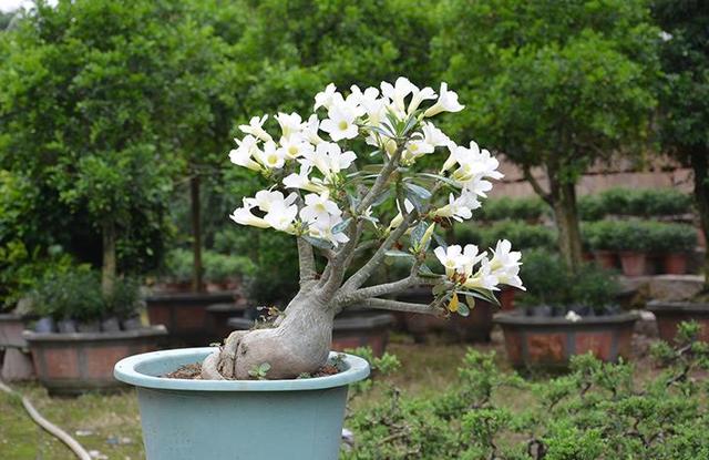 开花植物