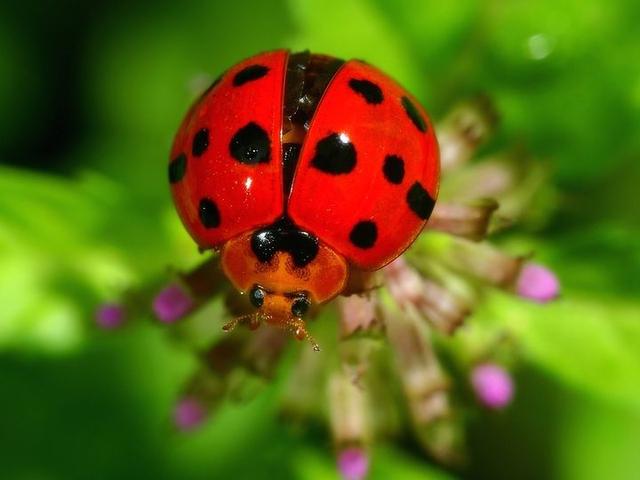 七星瓢虫简介悲惨的七星瓢虫活着当食物死后做巢穴