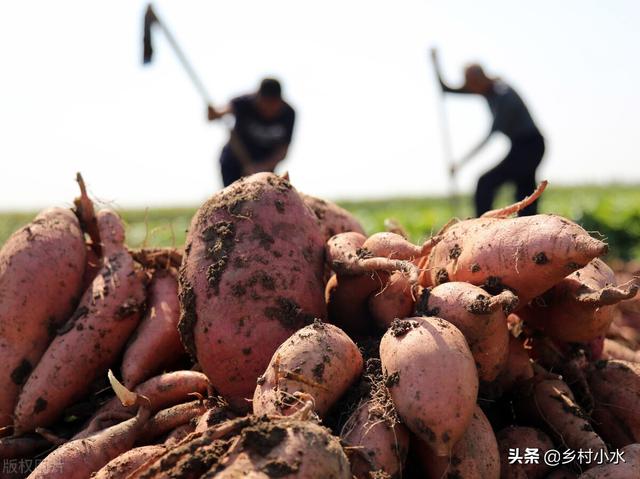 **害虫远离农田！老农使出6招，红薯个大、没虫眼2