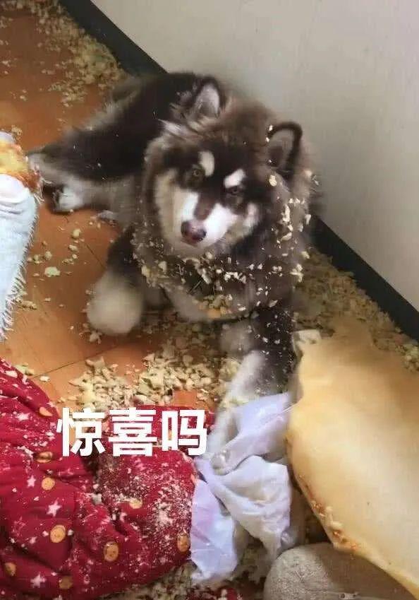 雪橇狗