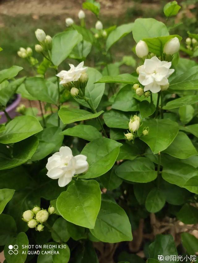 夏天的花 夏天的花（夏天的花卉） 生活