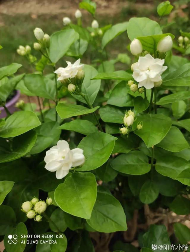 什么花在夏天开