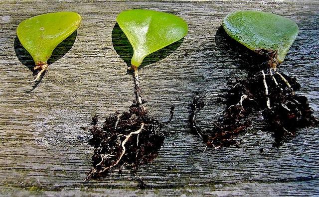 金枝玉叶植物 金枝玉叶植物（金枝玉叶植物寓意） 生活