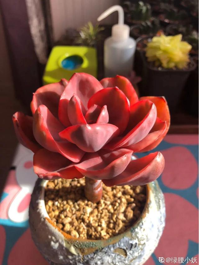 水晶果冻