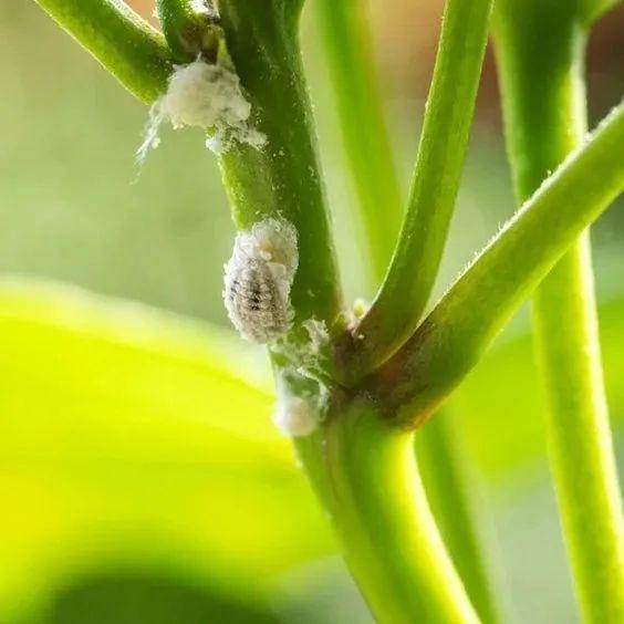 夏天烦人的蚧壳虫，有太多方法预防和清除了，赶紧学起来6