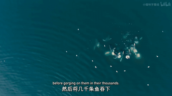 16部超赞自然纪录片，让孩子足不出户看到地球的“真实面目”！