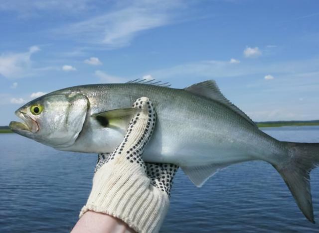 肝不好能吃鱼吗？