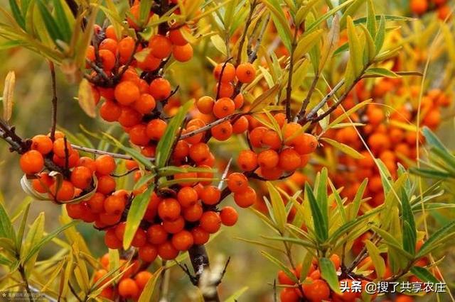 沙棘的功效与作用