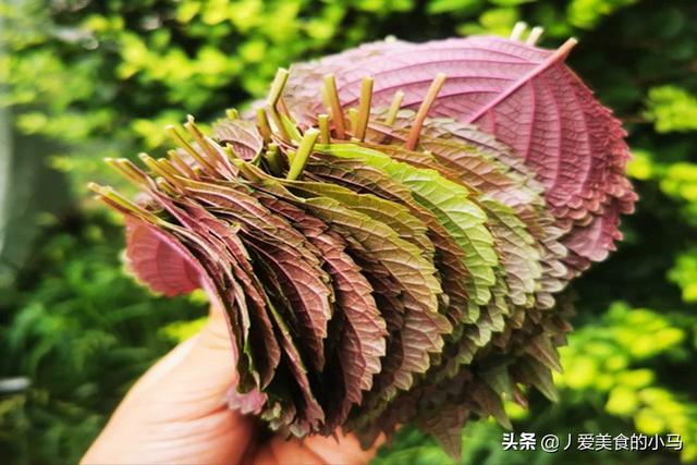 这个季节我们为什么不吃紫苏叶呢？为了健康，请您告知家人