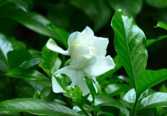 栀子花开的季节