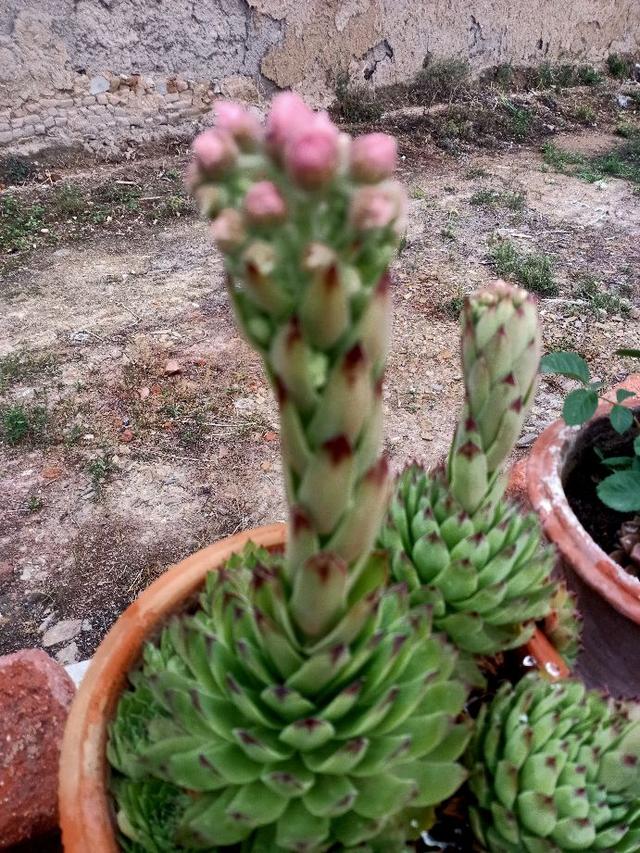 观音莲开花吗(观音莲开花预示什么) 资讯 第3张