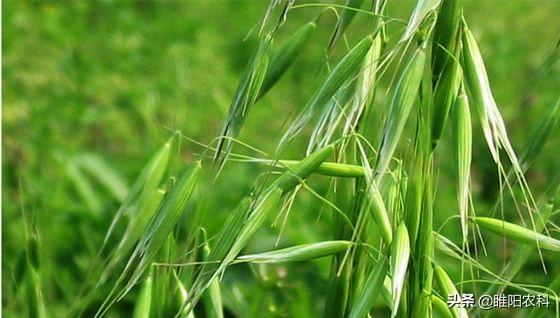 这个配方专治麦田节节麦雀麦、早熟禾、棒头草等，除草彻底又安全3