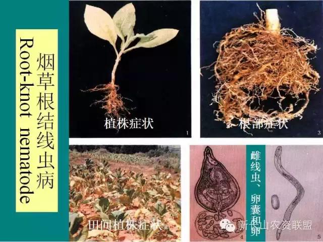 烟草病害及缺素图谱（史上最完全）39