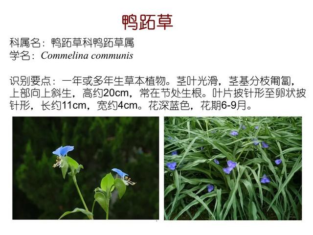 水生植物种类 水生植物种类（水生植物100种） 生活